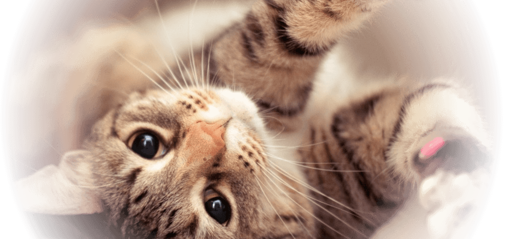 Pet Banner Image