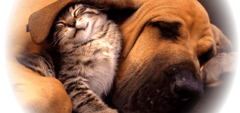 Pet Banner Image